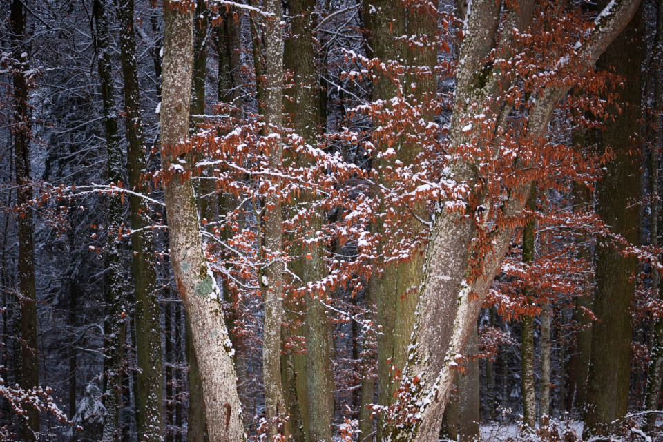 Winterwald bei Treffensbuch