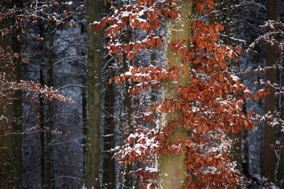 Winterwald bei Treffensbuch