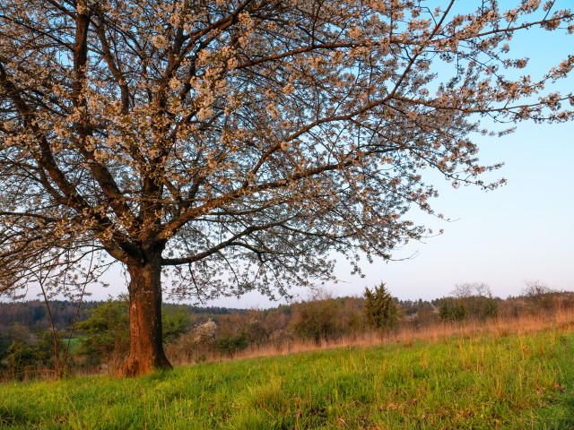 Blühender Baum im Heckengäu