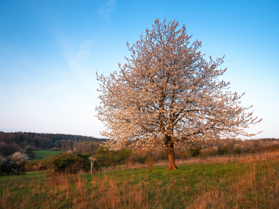 Baum im Frühling bei Dachtel