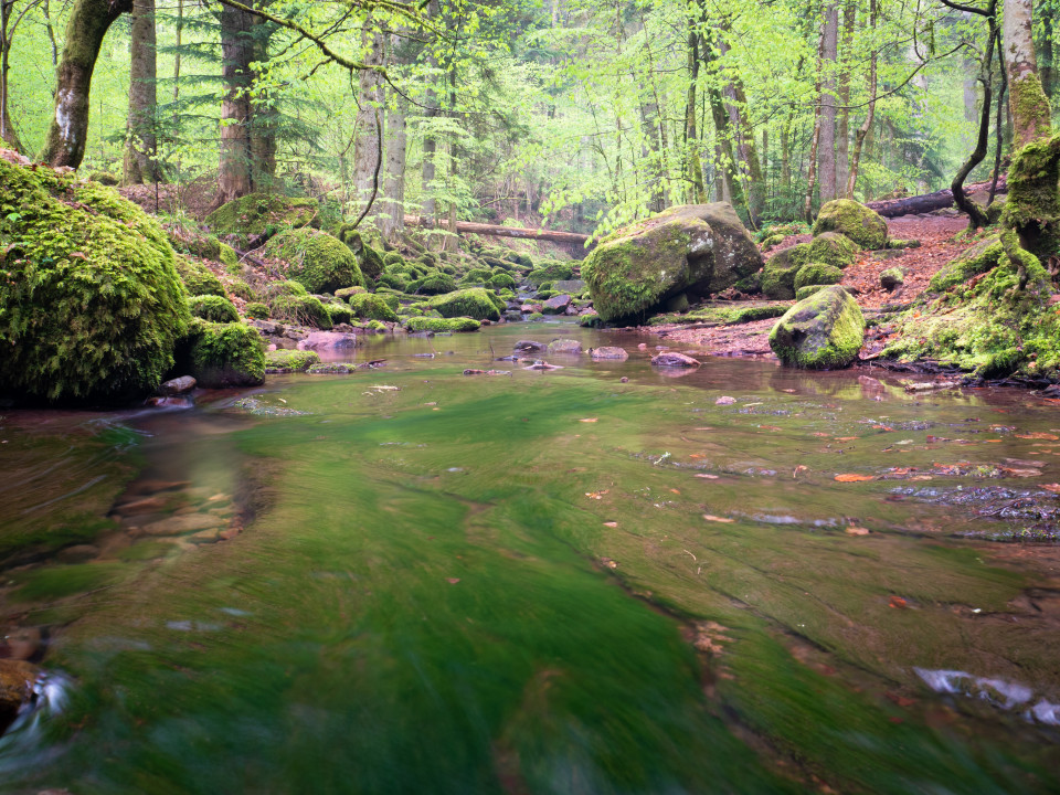 Monbachtal