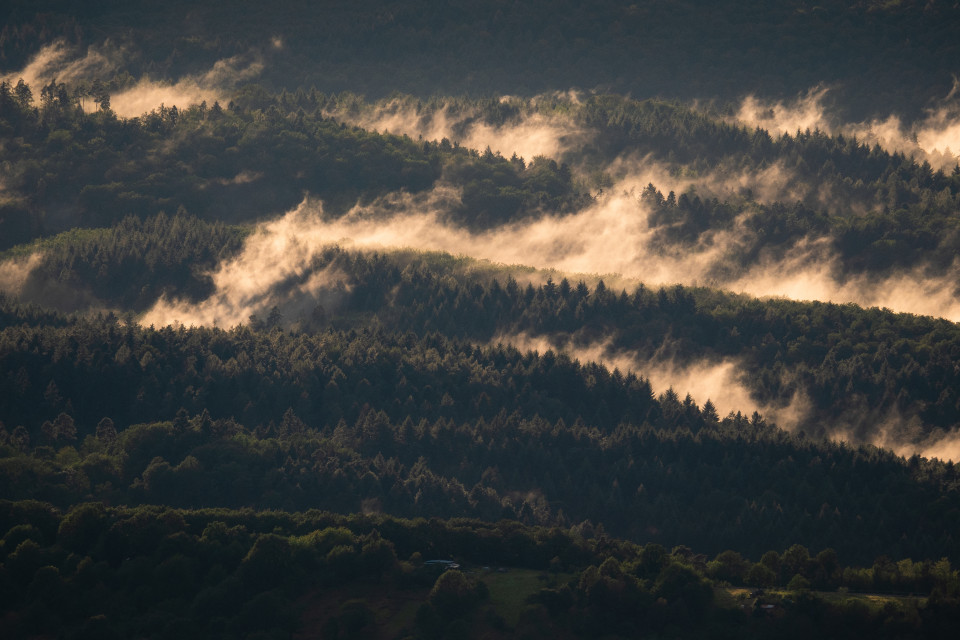 Nebelschwaden nach einem Regentag im Nordschwarzwald