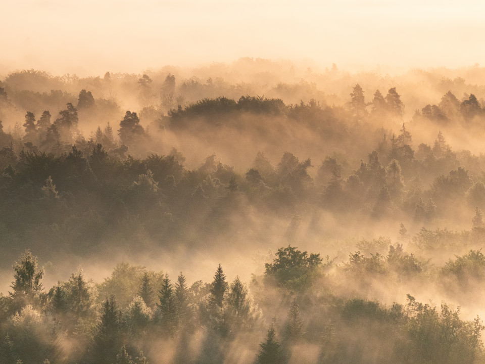 Morgendliche Nebelstimmung unter dem Schönbuchturm