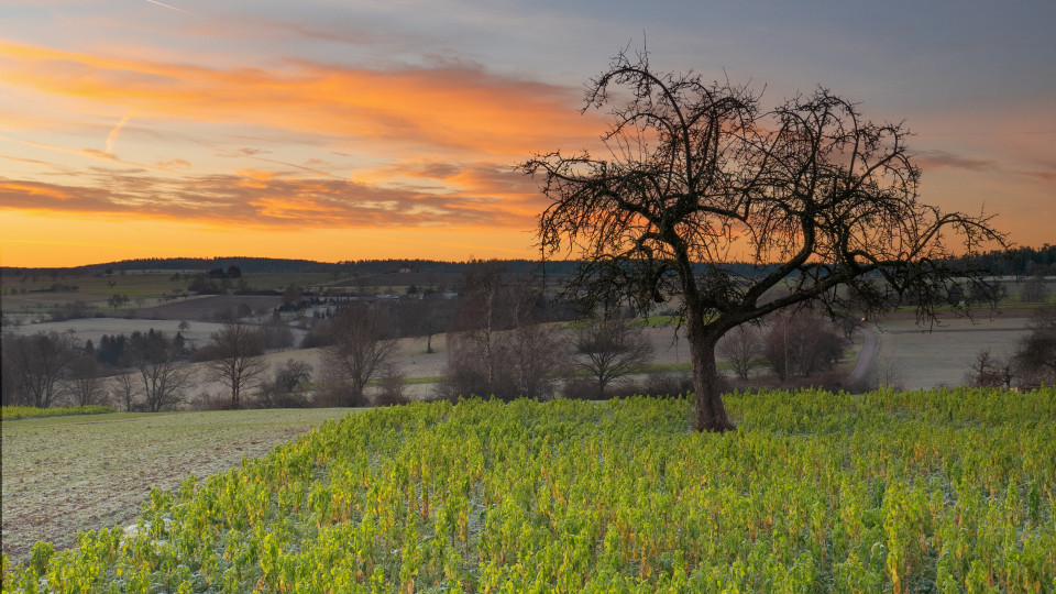 Landschaft bei Hamberg