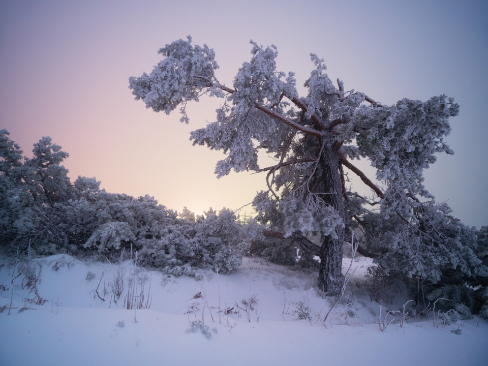 Baum im Winter beim Schliffkopfhotel