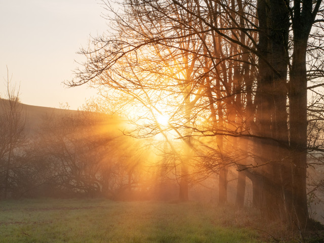 Morgensonne in der Würmaue