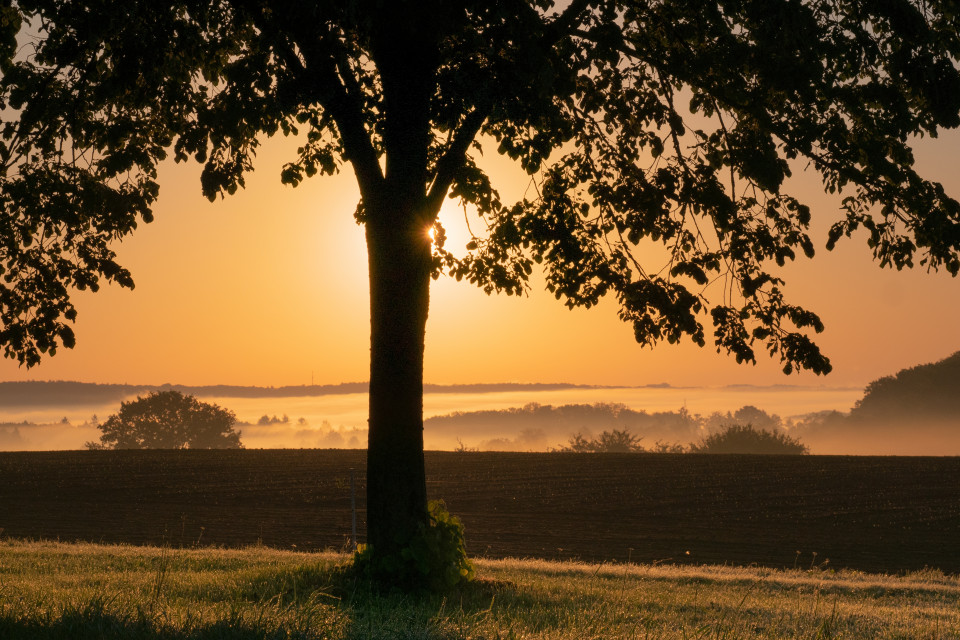 Morgenstimmung bei Renningen