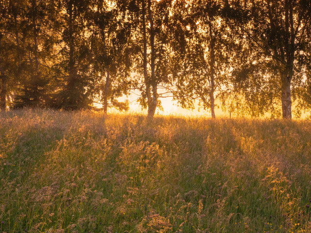 Morgenstimmung bei Marienberg