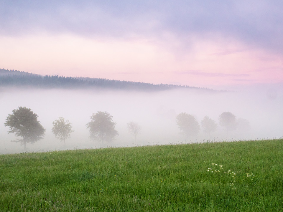 Morgennebel bei Ansprung