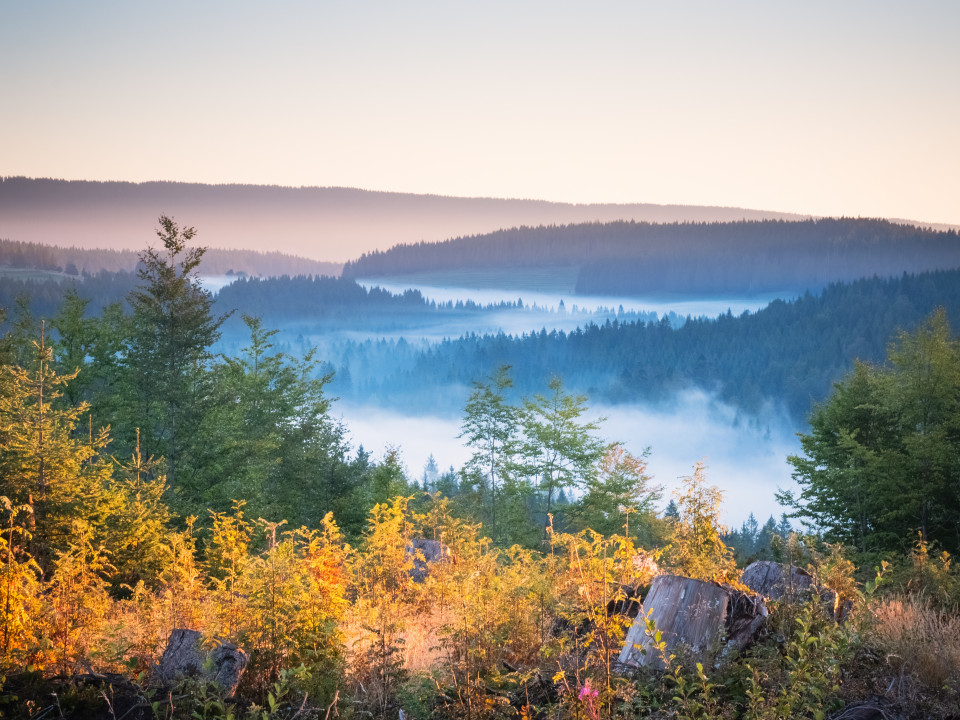 Blick über den Windgfällweiher (im Nebel)