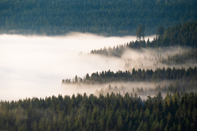 Morgennebel über dem Schluchsee