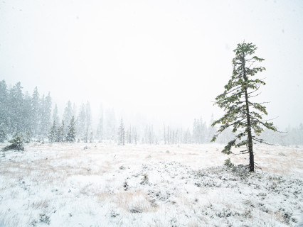 Erster Schnee im Feldberggebiet (Hochmoor Hirschbäder)