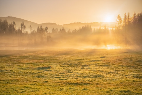 Moorlandschaft bei Titisee