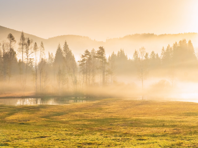 Moorlandschaft bei Titisee