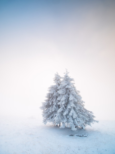 Neuschnee auf dem Feldberg