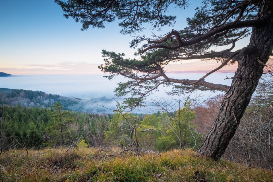 Nebelmeer unter dem Randen