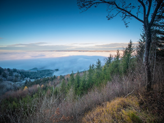 Blick vom Randen zum Schwarzwald