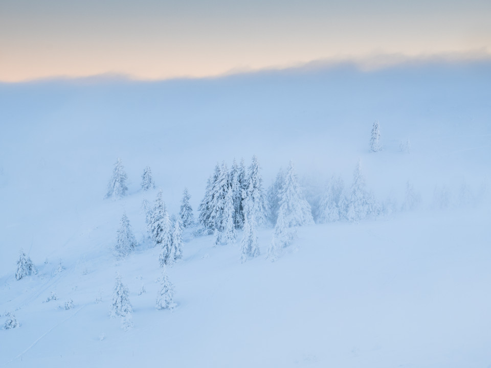 Bäume an der Nebelobergrenze