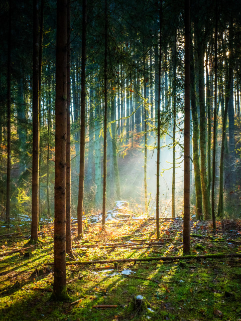 Lichteinfall im Wald