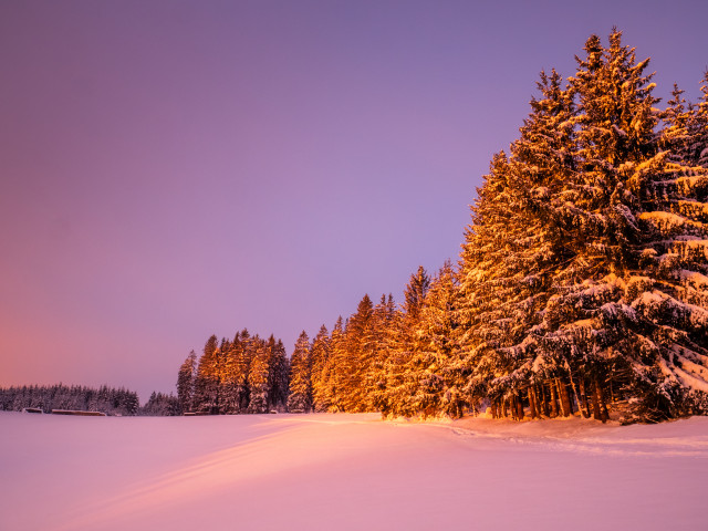 Waldrand im Morgenlicht