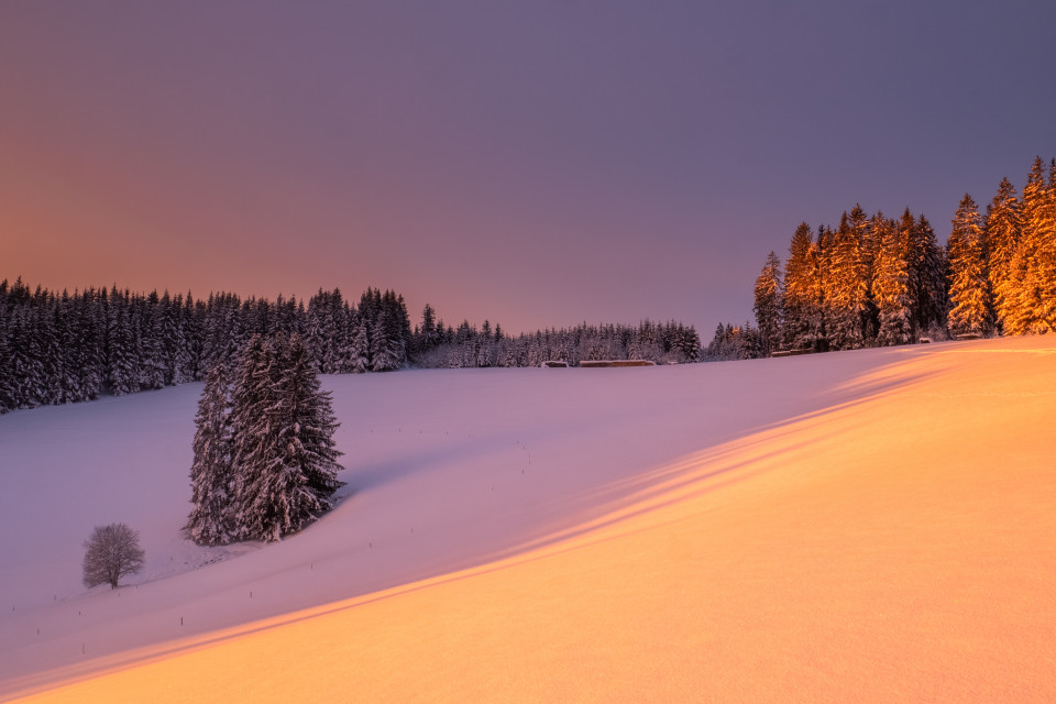 Waldrand im Morgenlicht