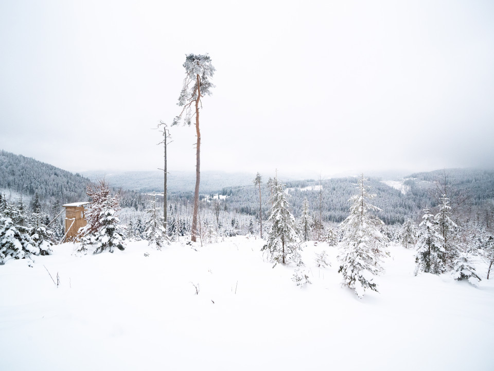 Winterwald