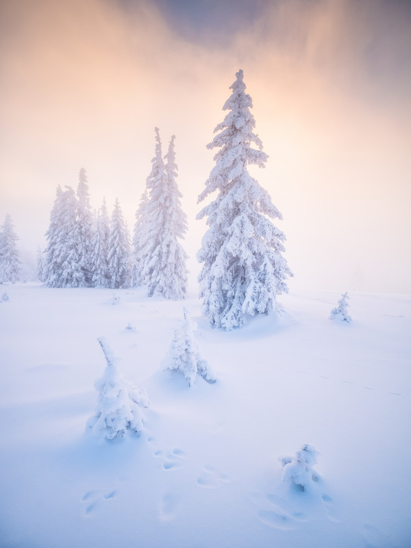 Winterlandschaft auf dem Stübenwasen