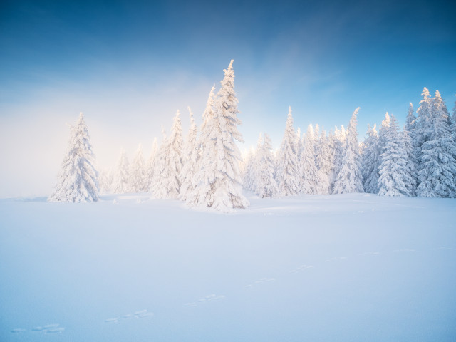 Winterlandschaft auf dem Stübenwasen