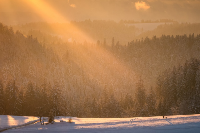 Abendsonne über dem Winterwald