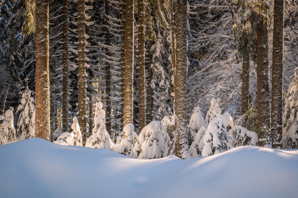 Winterwald