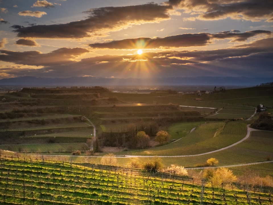 Sonnenuntergang bei Ihringen