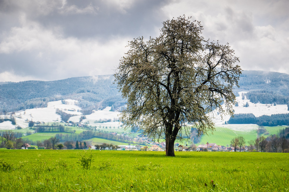 Aprilwetter im Dreisamtal