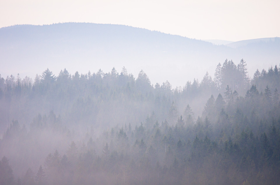 Wald im Dunst