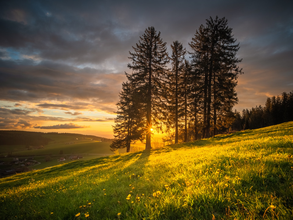 Frühlingswiese bei Sonnenuntergang