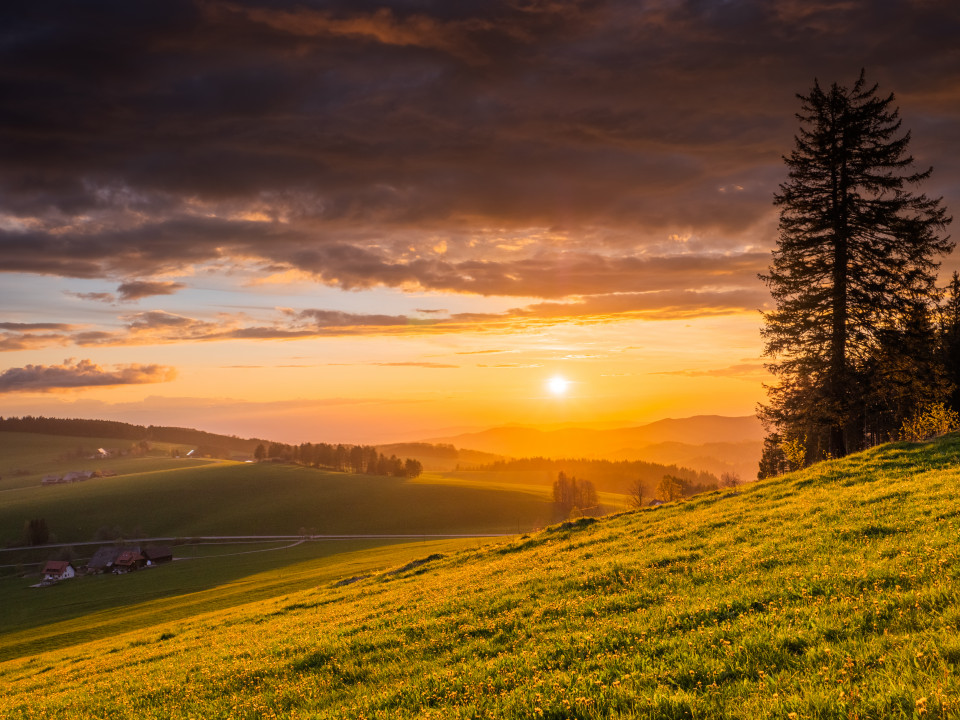 Frühlingswiese bei Sonnenuntergang