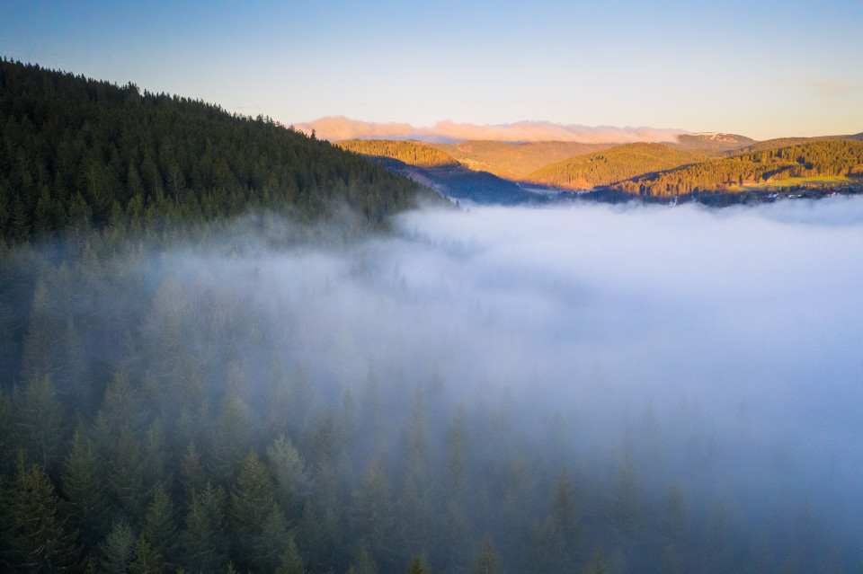 Frühnebel über dem Titisee