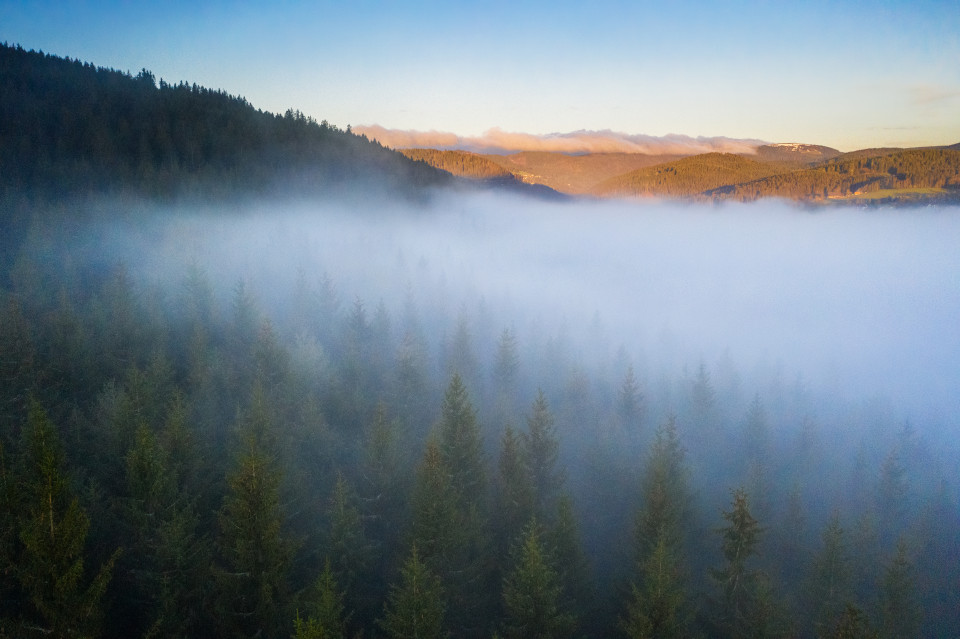 Frühnebel über dem Titisee