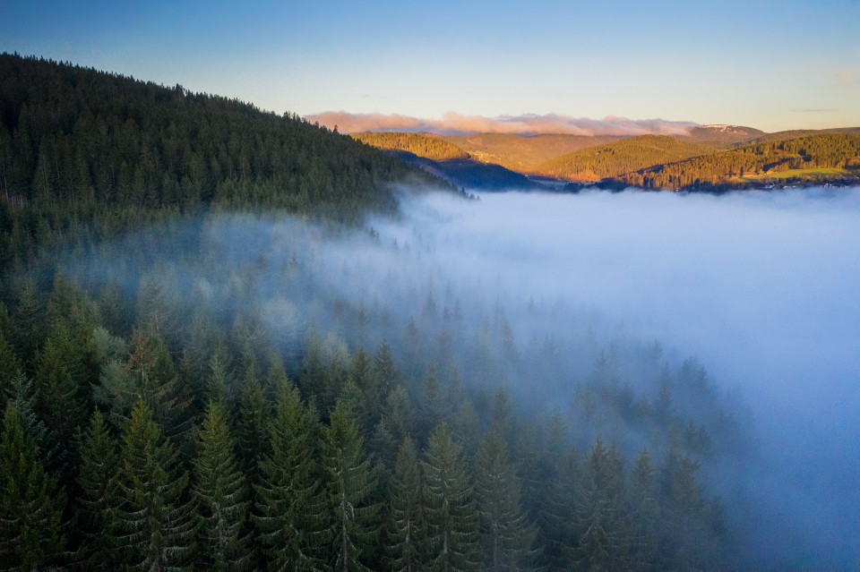 Frühnebel über dem Titisee