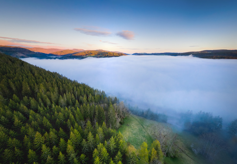 Frühnebel über dem Titisee