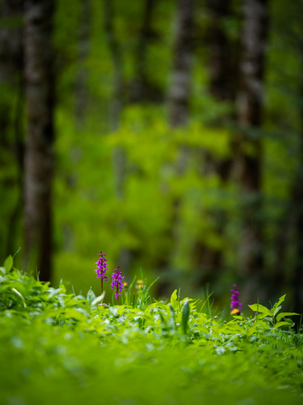 Knabenkrautwiese im Zweribachtal