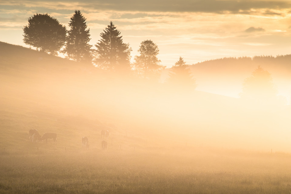 Frühnebel im Gegenlicht