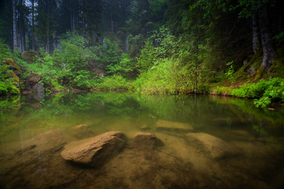 Weiher im Wald im Schwarzenbachtal