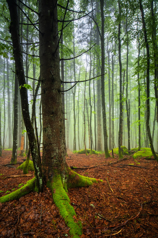 Frühsommerwald bei den Günterfelsen