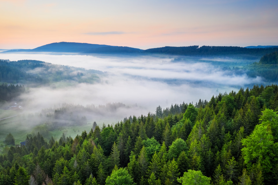 Nebel über dem Titisee