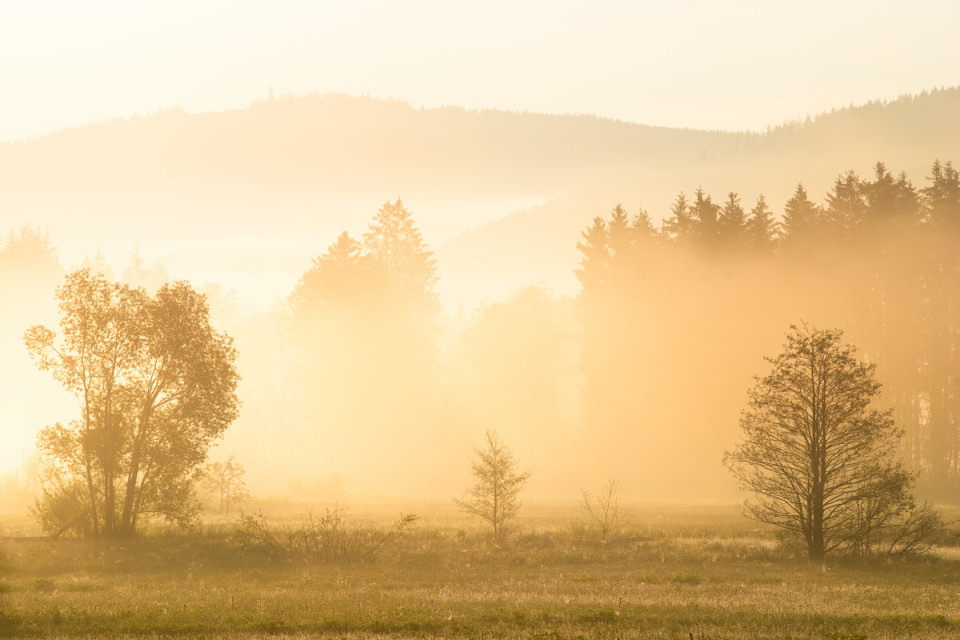 Frühnebel im Seebachtal