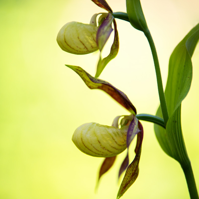 Frauenschuh im Hüfinger Orchideenwald