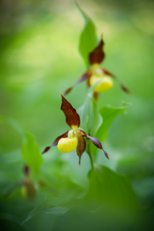 Frauenschuh im Hüfinger Orchideenwald