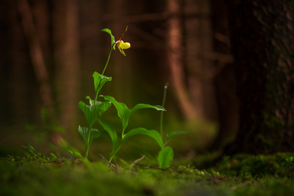 Frauenschuh im Hüfinger Orchideenwald