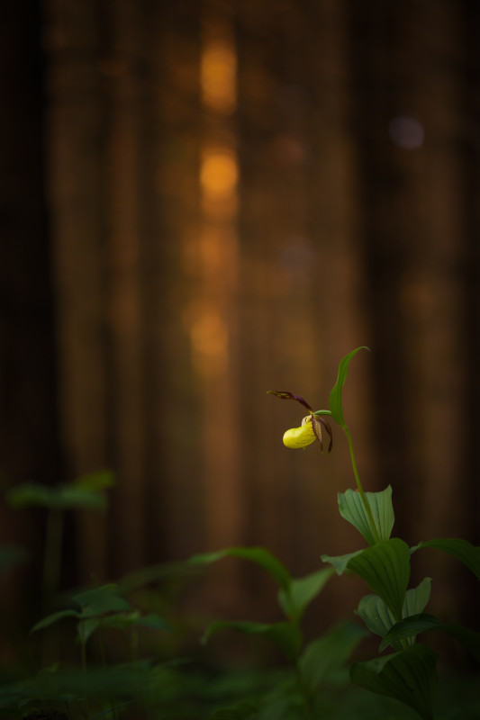 Frauenschuh im Hüfinger Orchideenwald