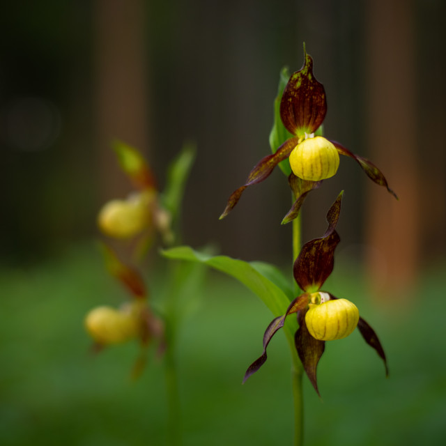 Frauenschuh im Hüfinger Orchideenwald